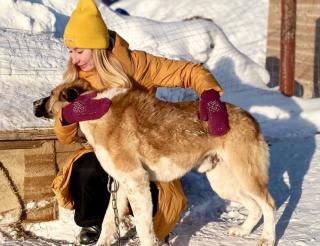 Сибирячка фотографировала собак и искала им новый дом